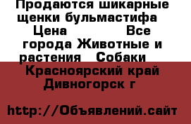 Продаются шикарные щенки бульмастифа › Цена ­ 45 000 - Все города Животные и растения » Собаки   . Красноярский край,Дивногорск г.